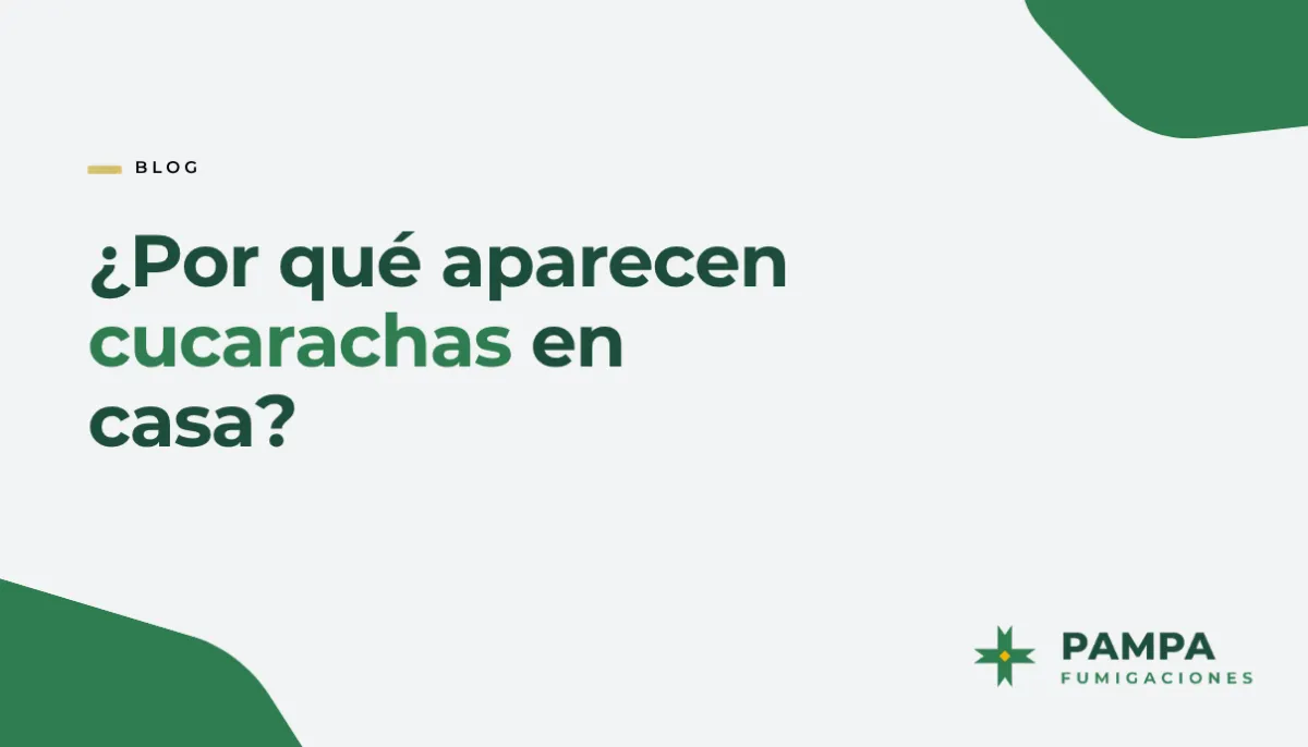 ¿Por qué aparecen cucarachas en casa? Causas y qué mirar | Pampa