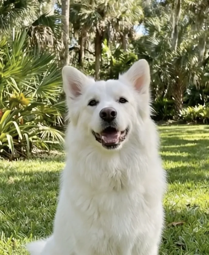 Editorial photo of a healthy dog in a natural environment