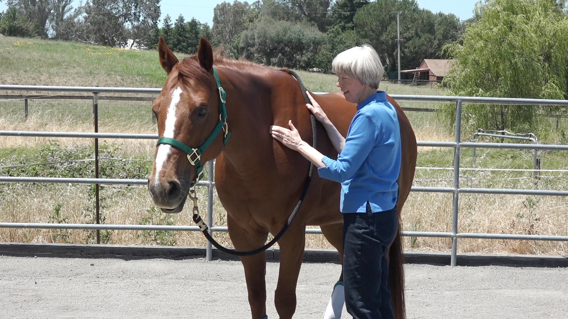 Video: Horse Body Language Guides Acupressure Session