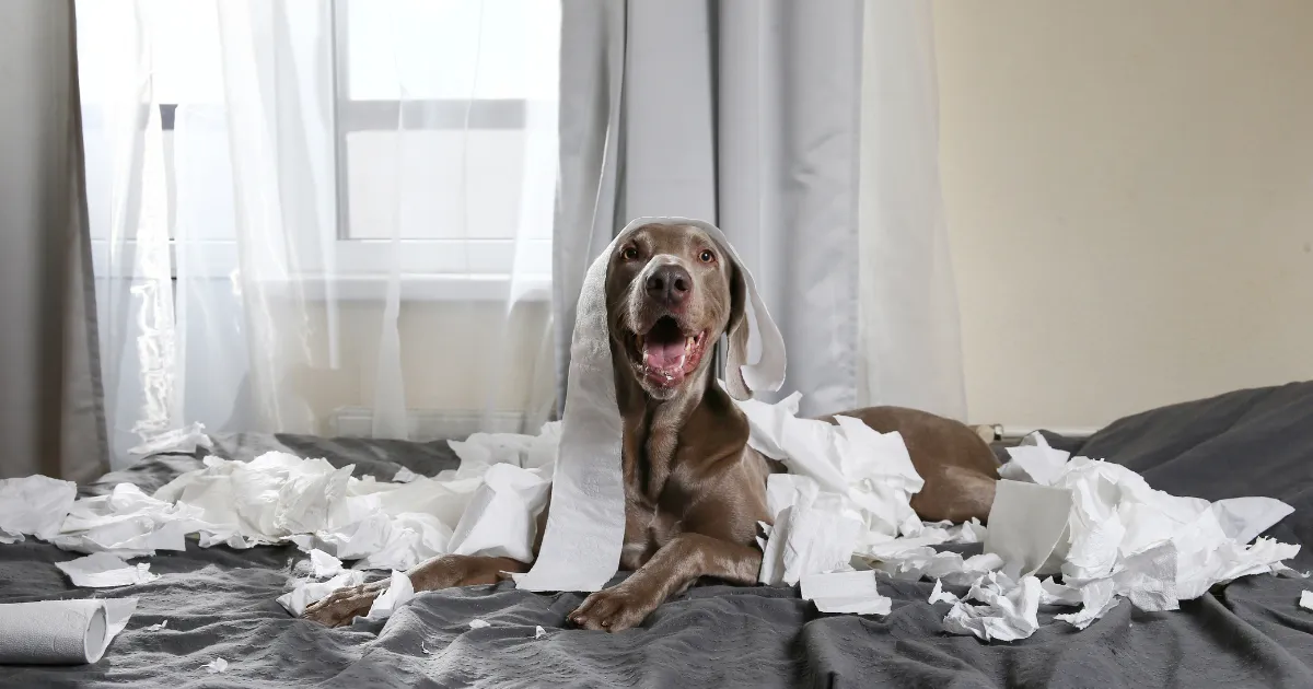 5 Easy Ways to Pet-Proof Your Mobile Home