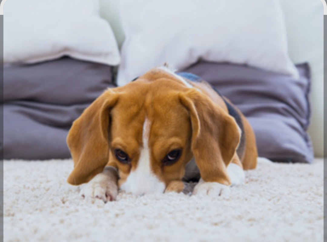white ceramic sink with faucet