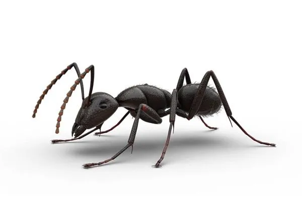 Ants