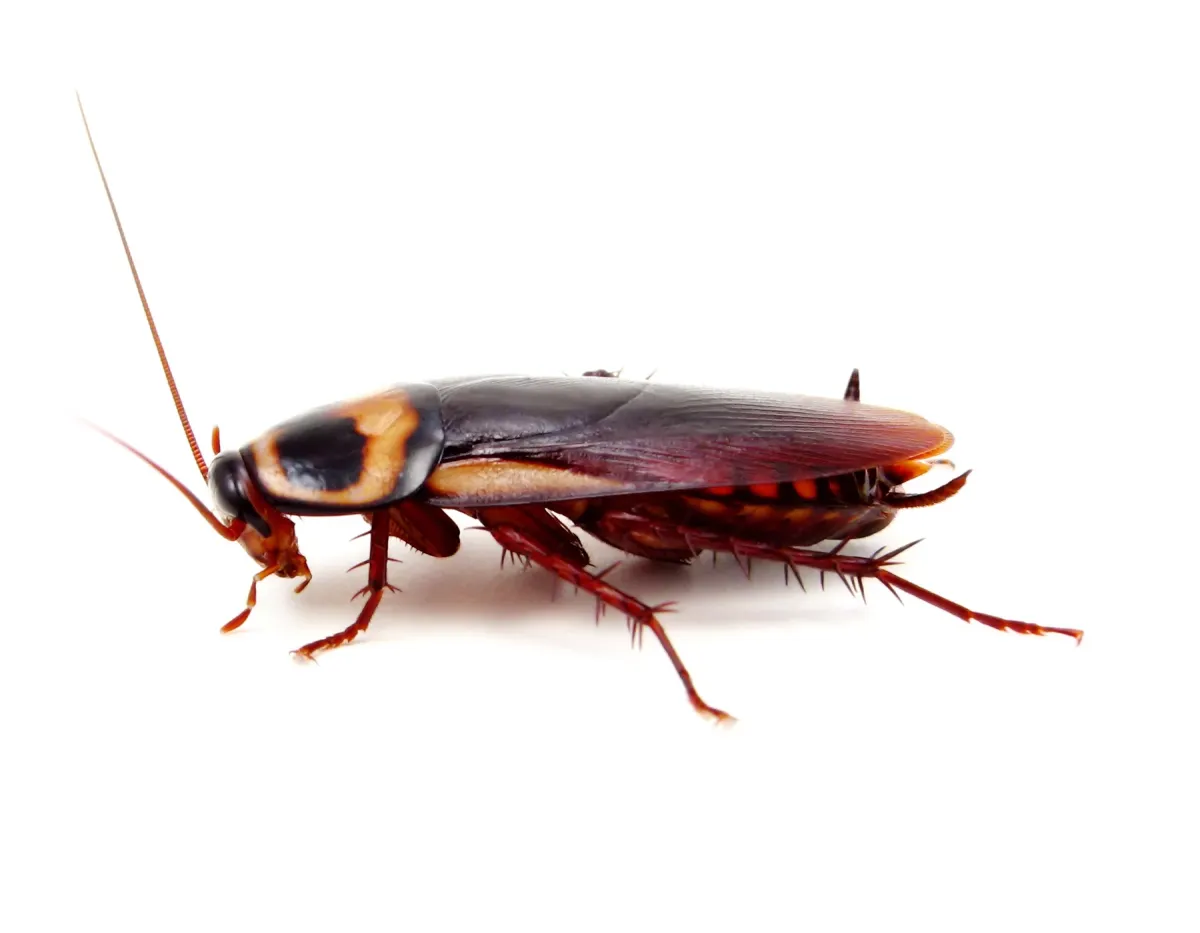 Fleas