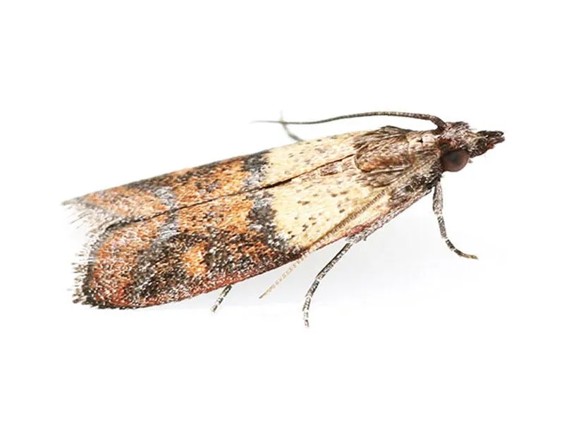 Cockroaches