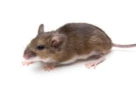 Rodents