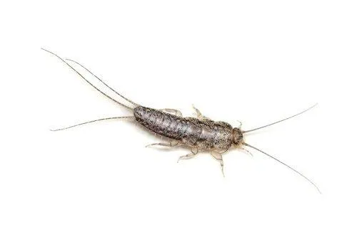 Termites