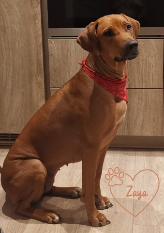 Zaya ma chienne Rhodesian Ridge