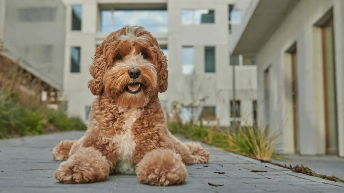 Dog Training OR