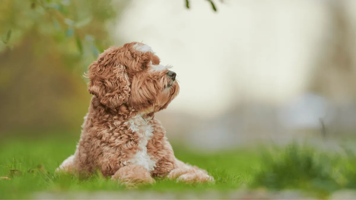 Labradoodles OR