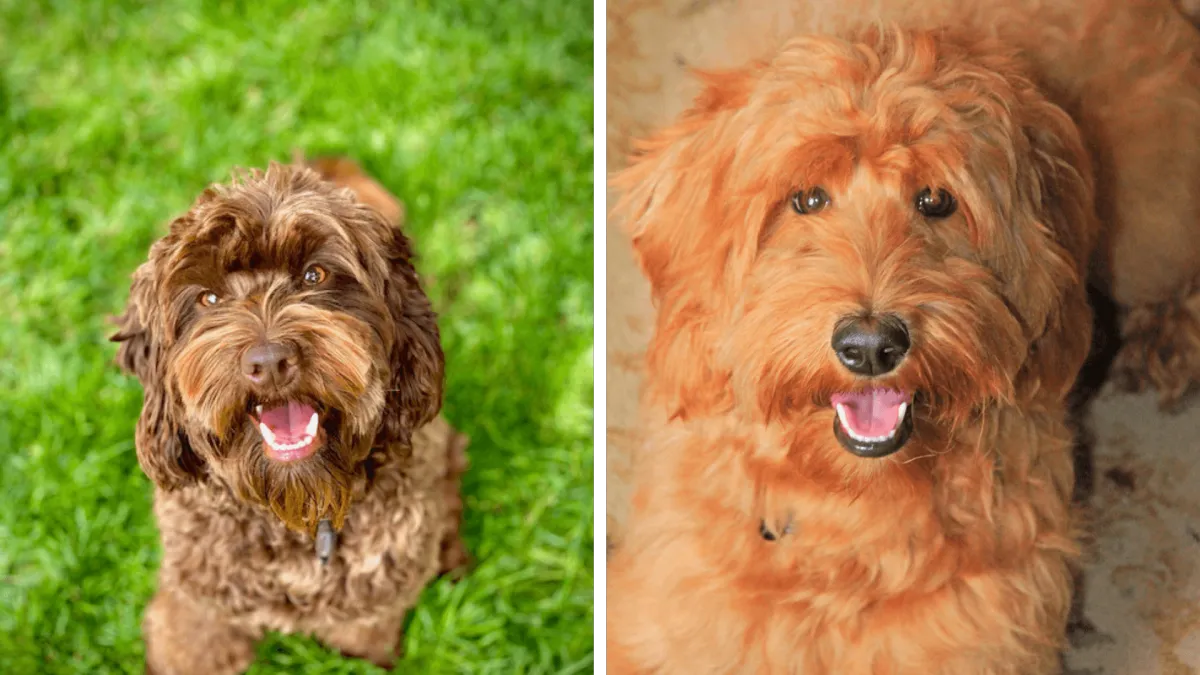 Labradoodles Breeder