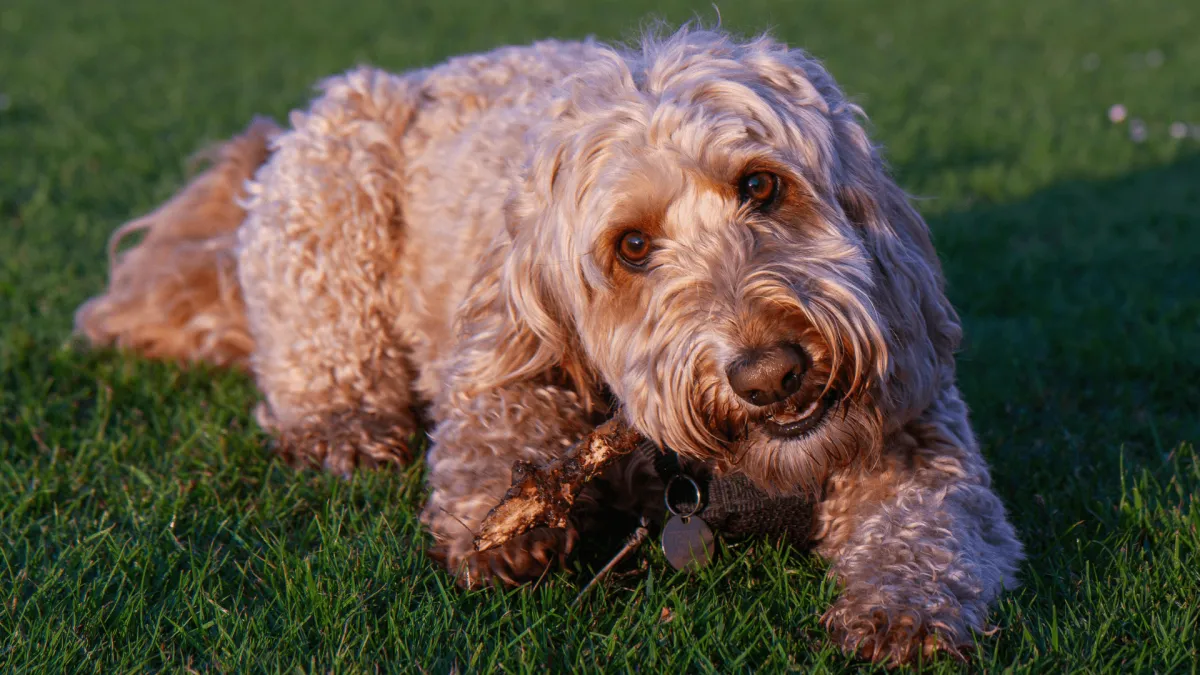Doodles Grooming OR