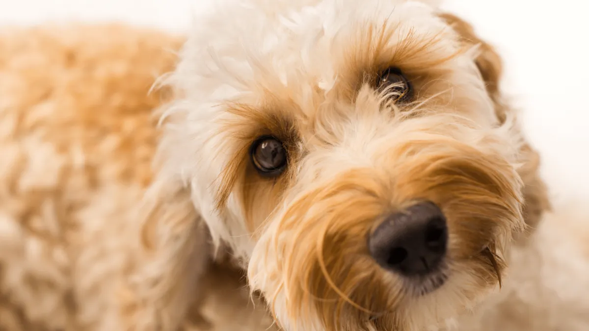 Puppy Labradoodles OR