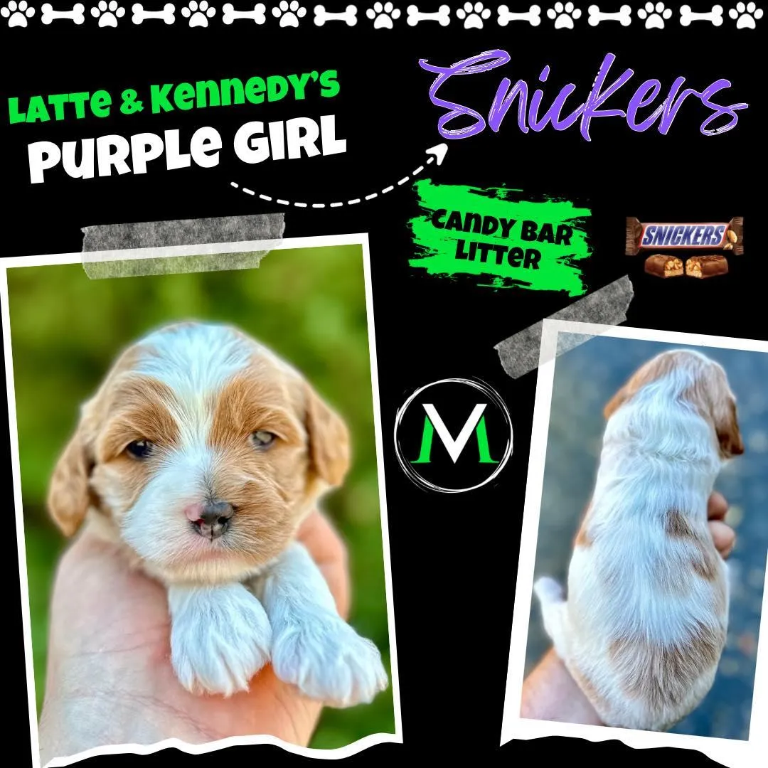 Labradoodle Puppy
