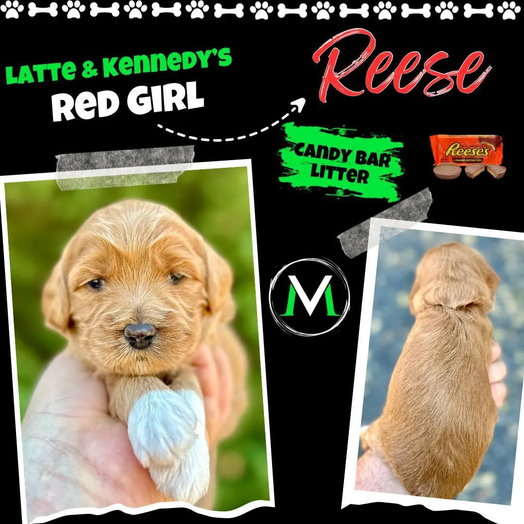 Labradoodle Puppy