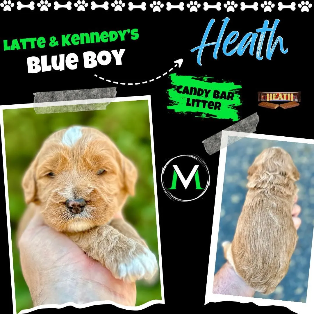 Labradoodle Puppy