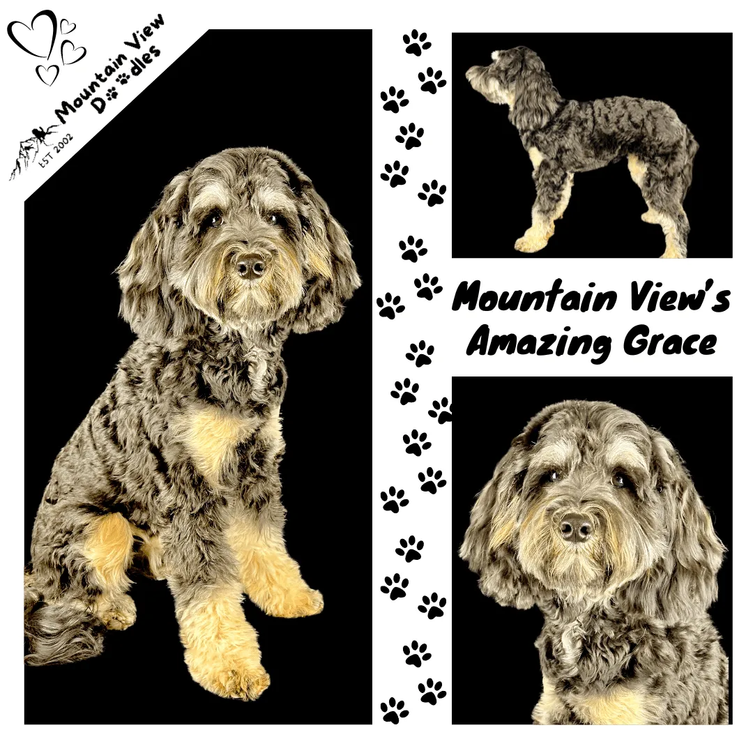 Labradoodle Breeding Female