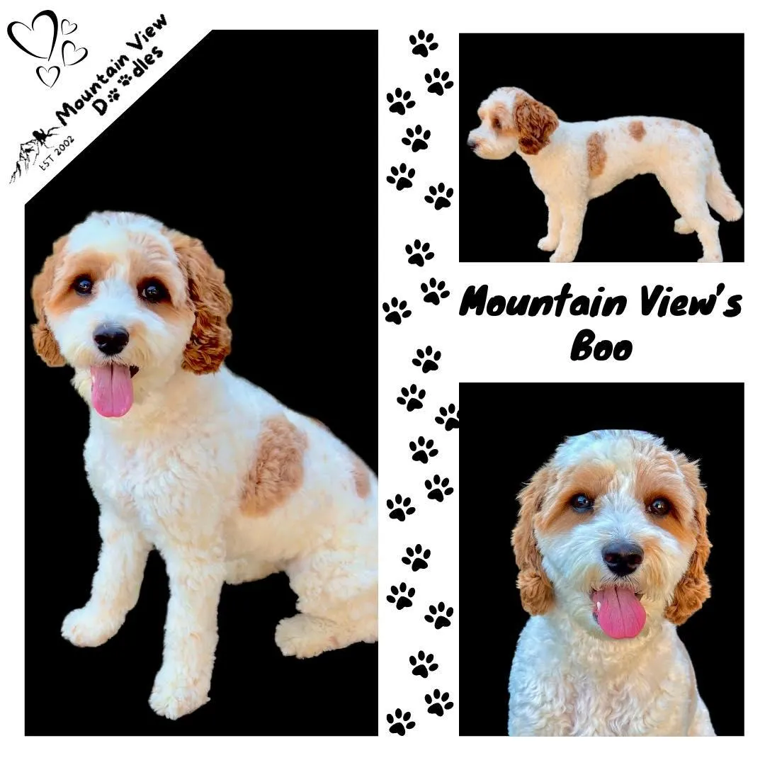 Labradoodle Breeding Female