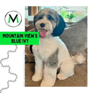 Labradoodle Breeding Female