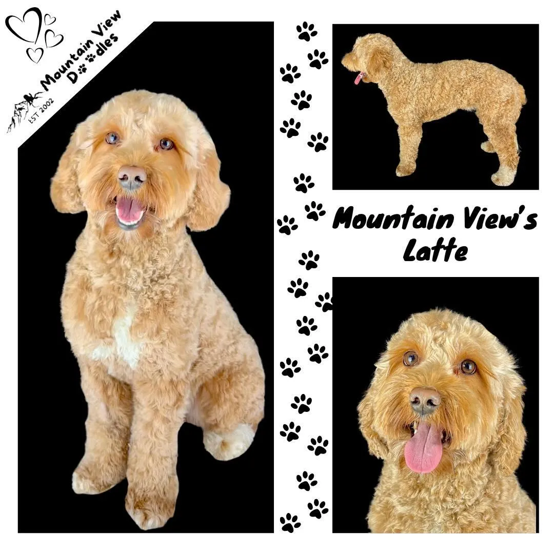 Labradoodle Breeding Female