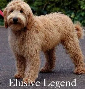 Labradoodle Breeding Male