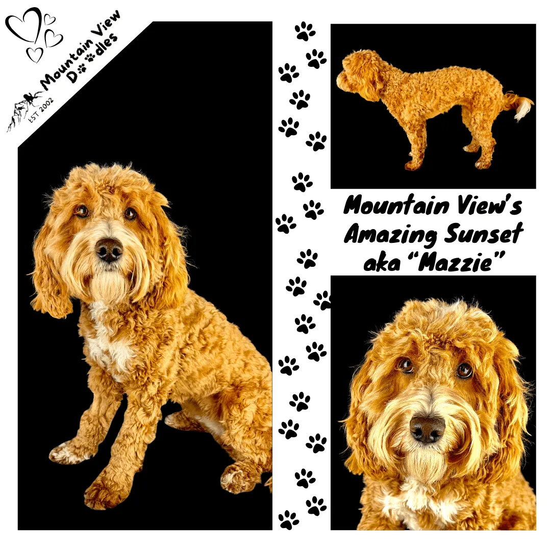Mountain View's Amazing Grace