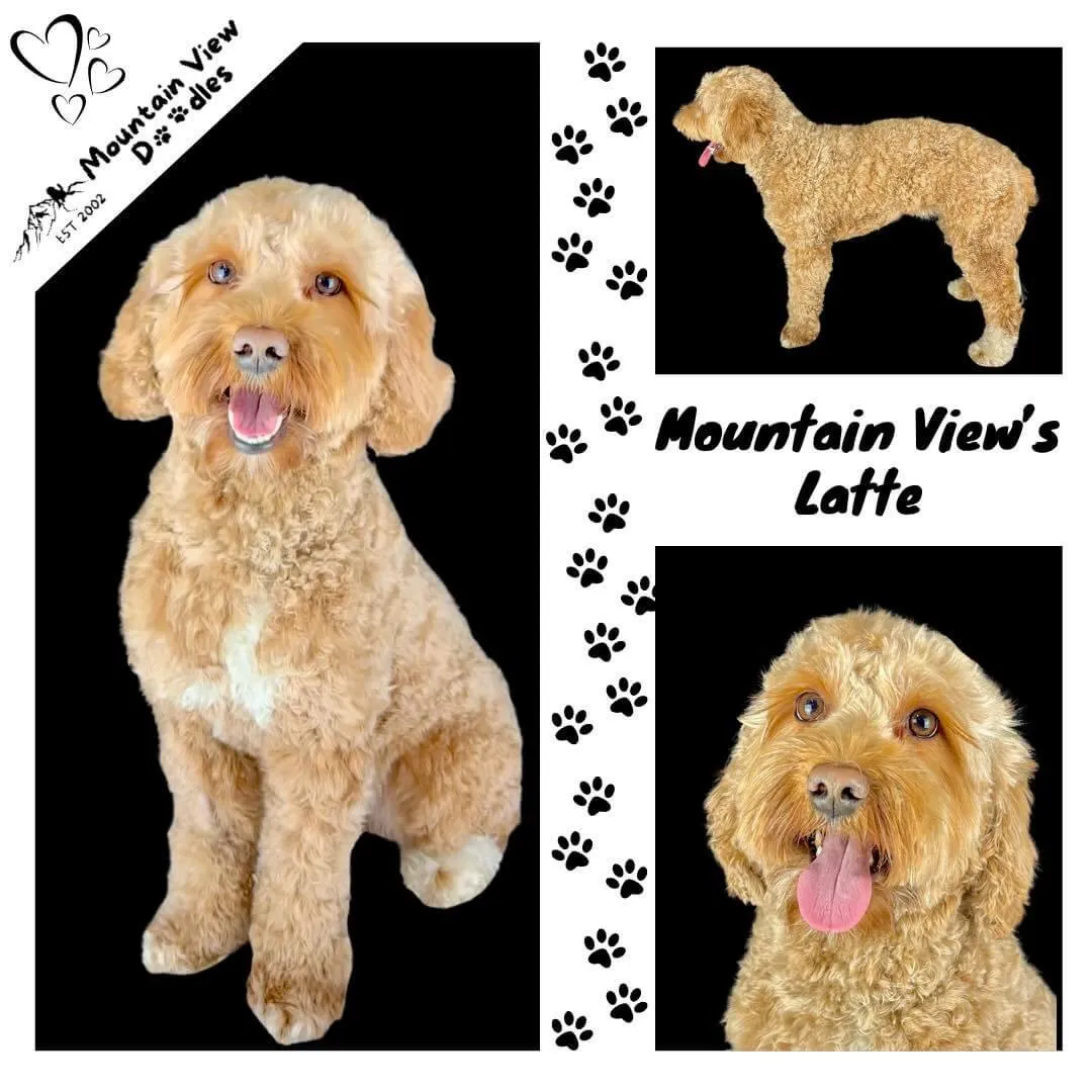 Latte Australian Labradoodle