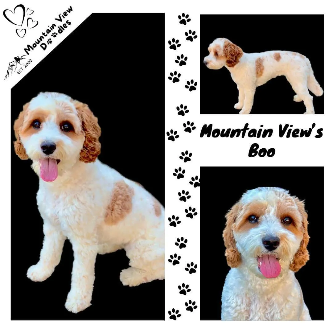 Mountain View's Amazing Grace