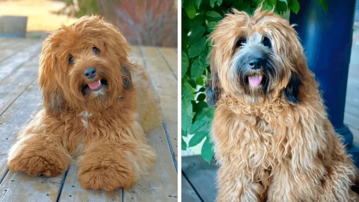 Labradoodle Guardian Homes