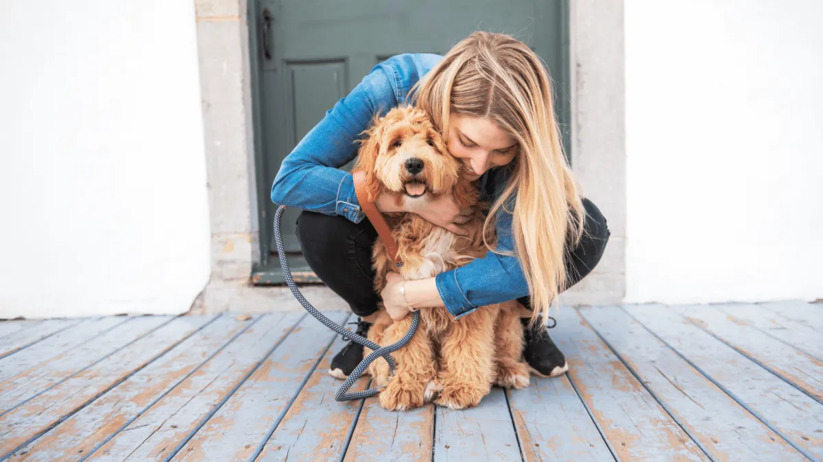 Labradoodles Puppy