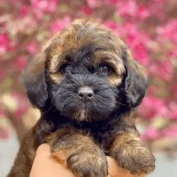 Labradoodle Brindle