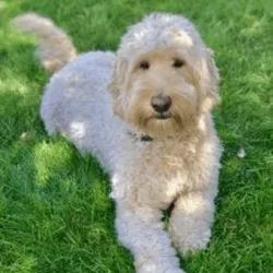 Labradoodle Chalk