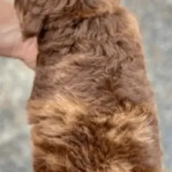 Labradoodle Chocolate Parti