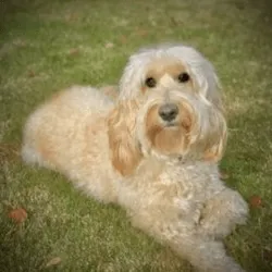 Labradoodle Cream