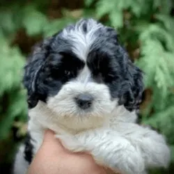 Labradoodle Black Part