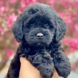 Labradoodle Black Abstract