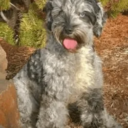Labradoodle Blue Merle