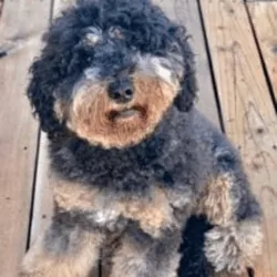 Labradoodle Black Phantom