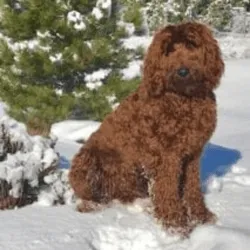 Labradoodle Red