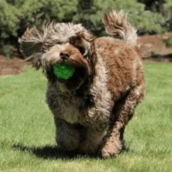Labradoodle Chocolate Merle