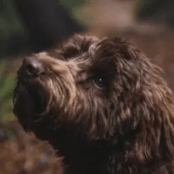 Labradoodle Chocolate