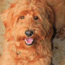 Labradoodle Apricot