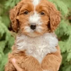 Labradoodle Apricot Tuxedo