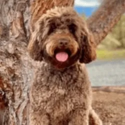 Labradoodle Café