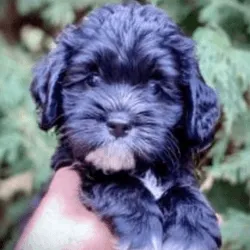 Labradoodle Black Tuxedo