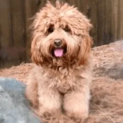 Labradoodle Caramel