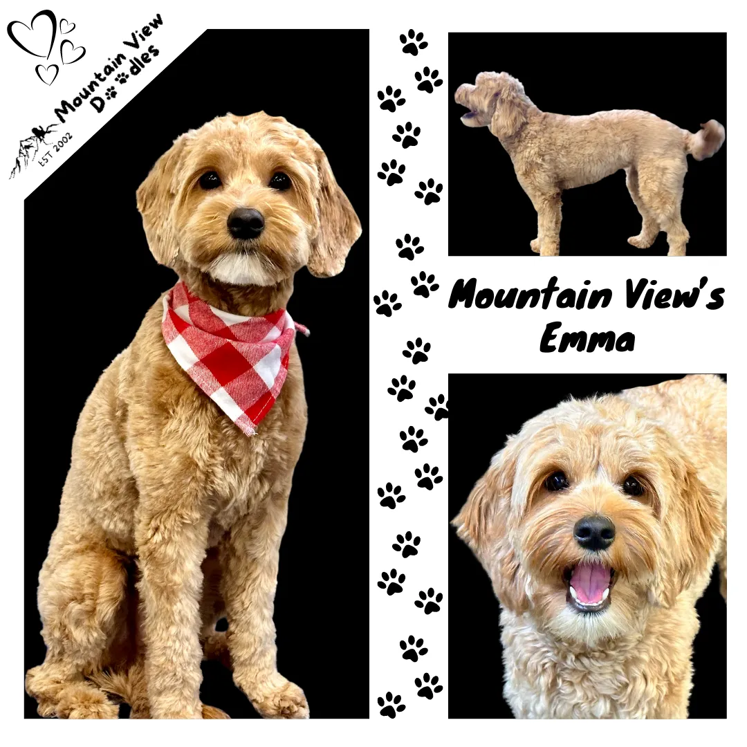 Labradoodle Breeding Female