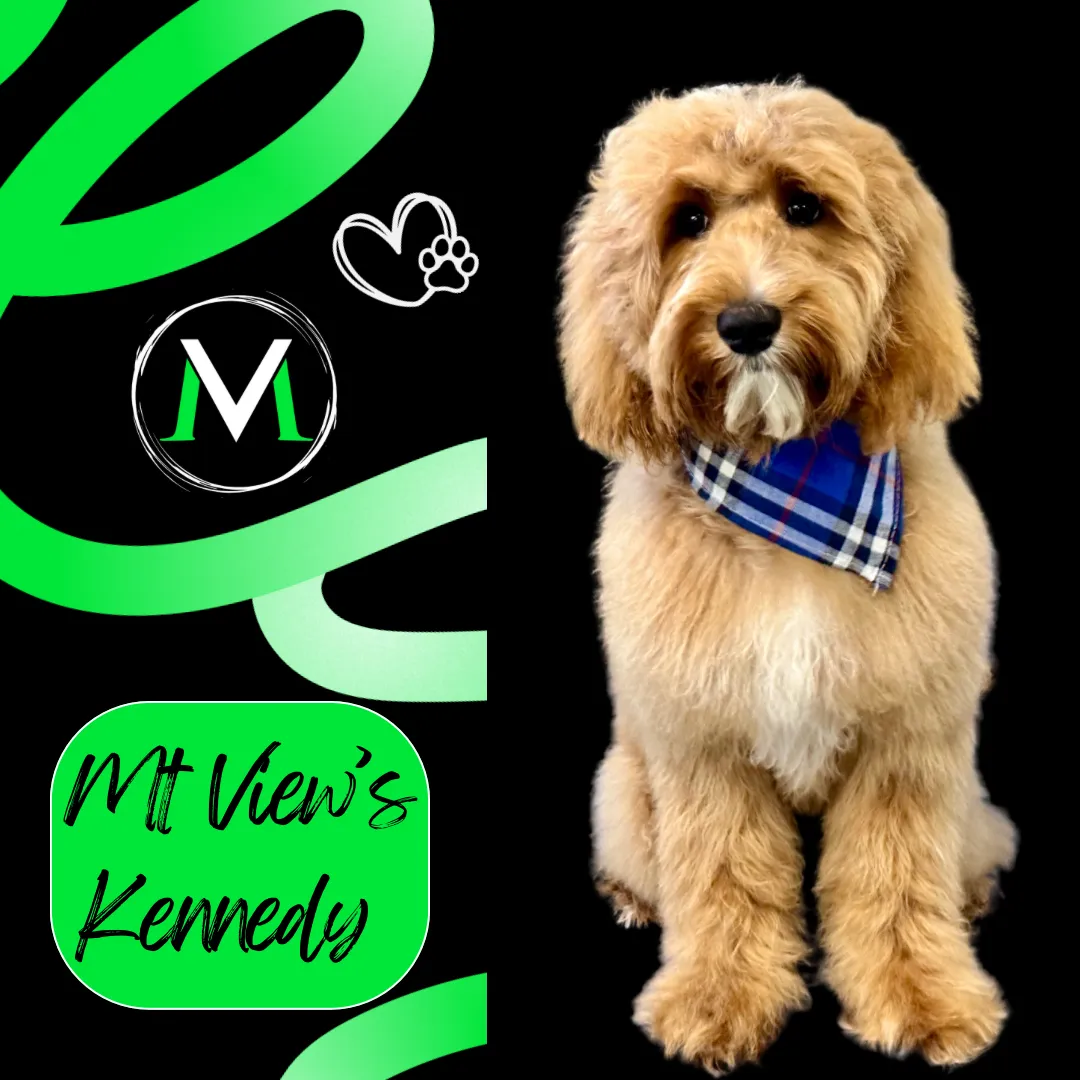 Labradoodle Breeding Male