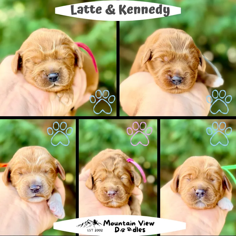 Labradoodle Puppies
