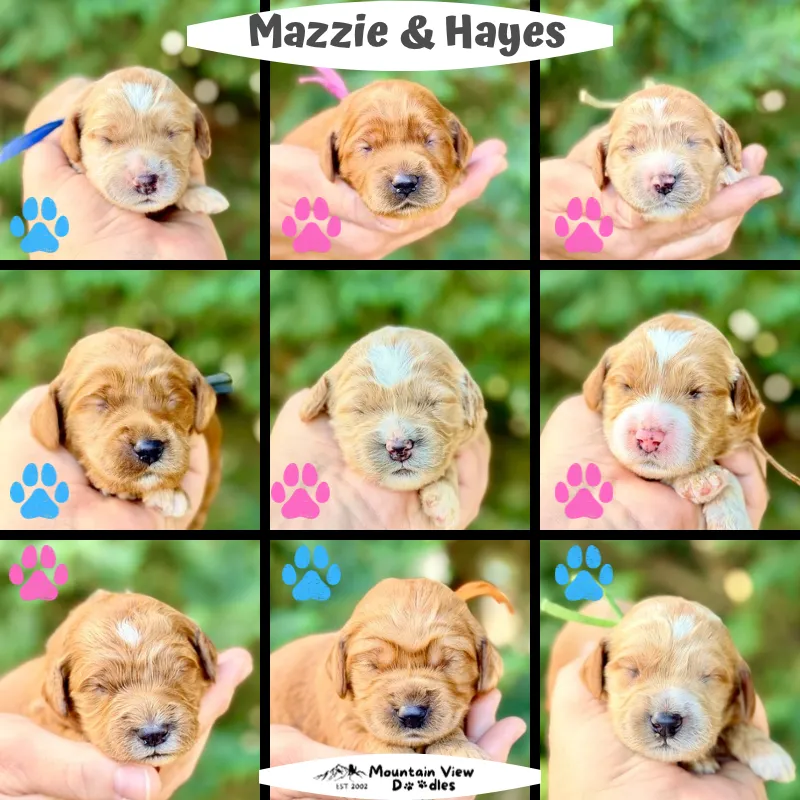 Labradoodle Puppies