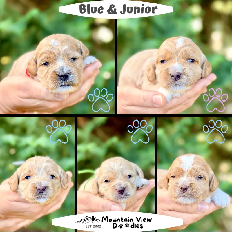 Labradoodle Puppies